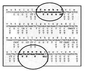 Oligo-Designer 1.0