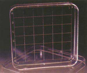 Image for 100mm x 100mm x 15mm Square Dish w/ grid (500/cs) coming soon!
