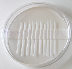 Pre-Pulled Microcapillary Needles (10/pack)